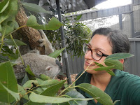 esperienza di volontariato al koala hospital di port macquarie