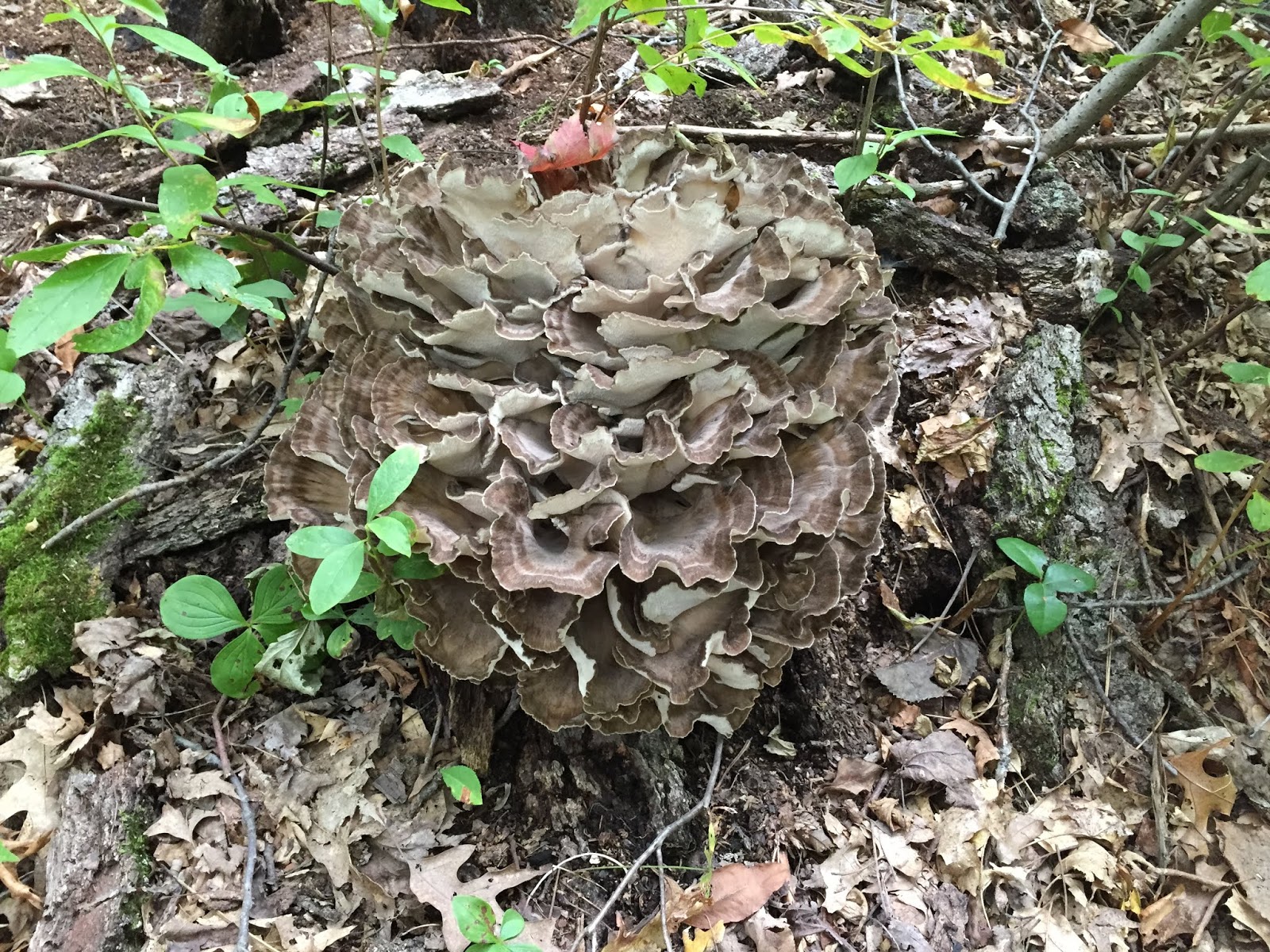 Mushrooming Together HomeGrown Hen of the Woods (aka Maitake mushroom)
