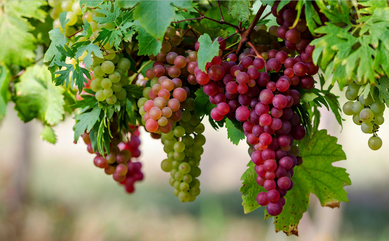 Benefis of Grapes in Hindi
