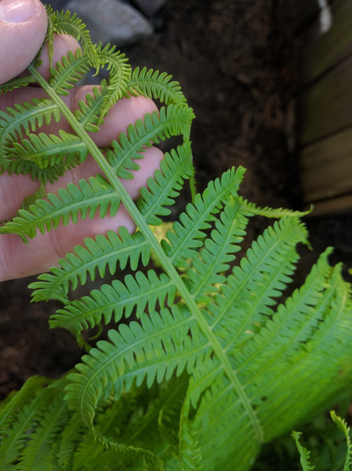 The Ferns In Naperville