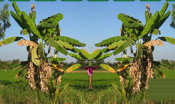 Wowescape Banana Farmland Escape Walkthrough