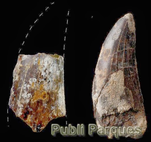 Grandes dientes de carnívoros megalosáuridos de unos 10 cm de longitud procedentes de los municipios turolenses de Formiche Alto (izquierda) y Riodeva (derecha)
