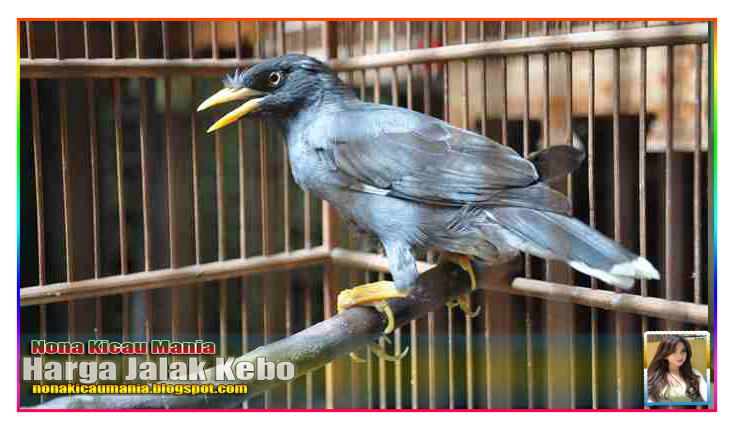 Harga Burung Jalak Blog Tentang Burung