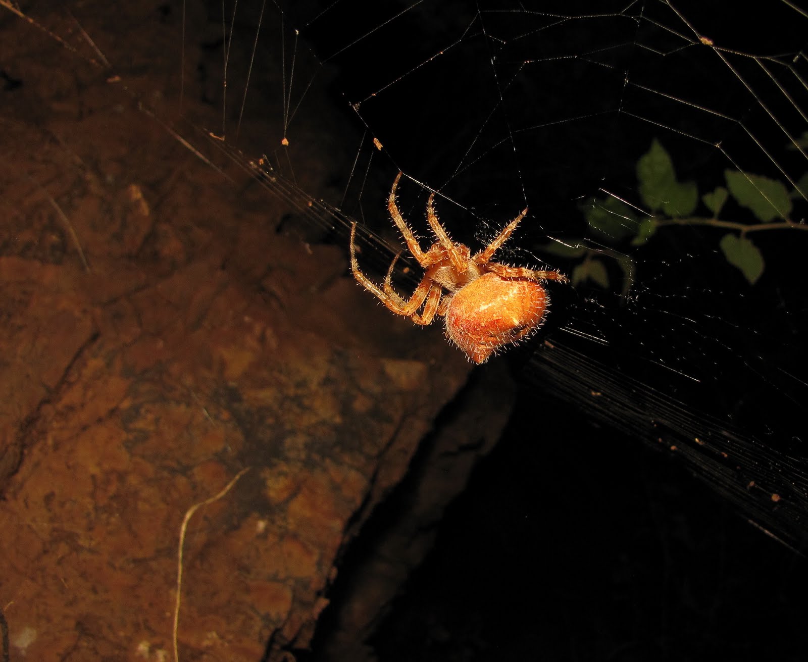 Male orb-weaving spiders fight less in female-dominated colonies