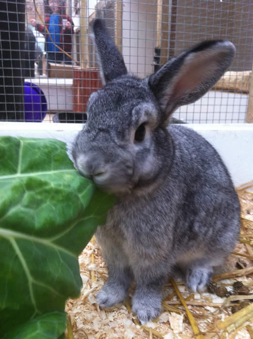 RSPCA Manchester & Salford Branch: March 2013
