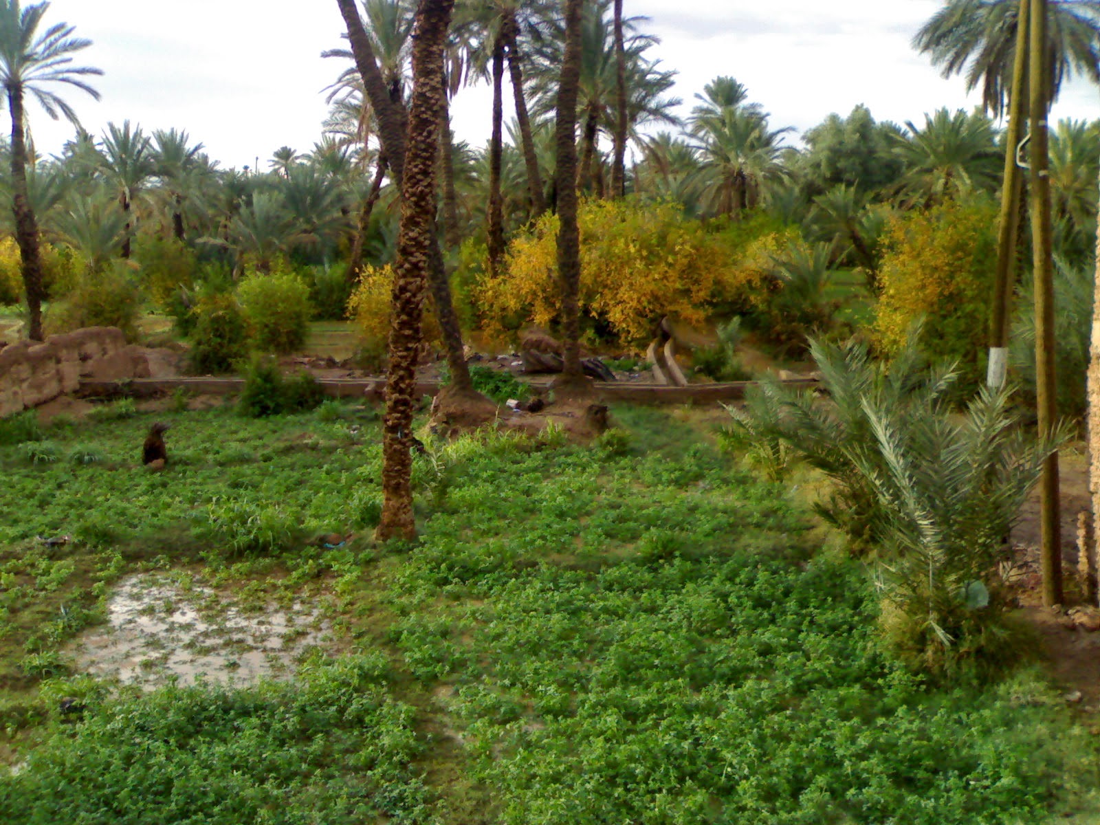 الواحة ~ عالم الجغرافيا