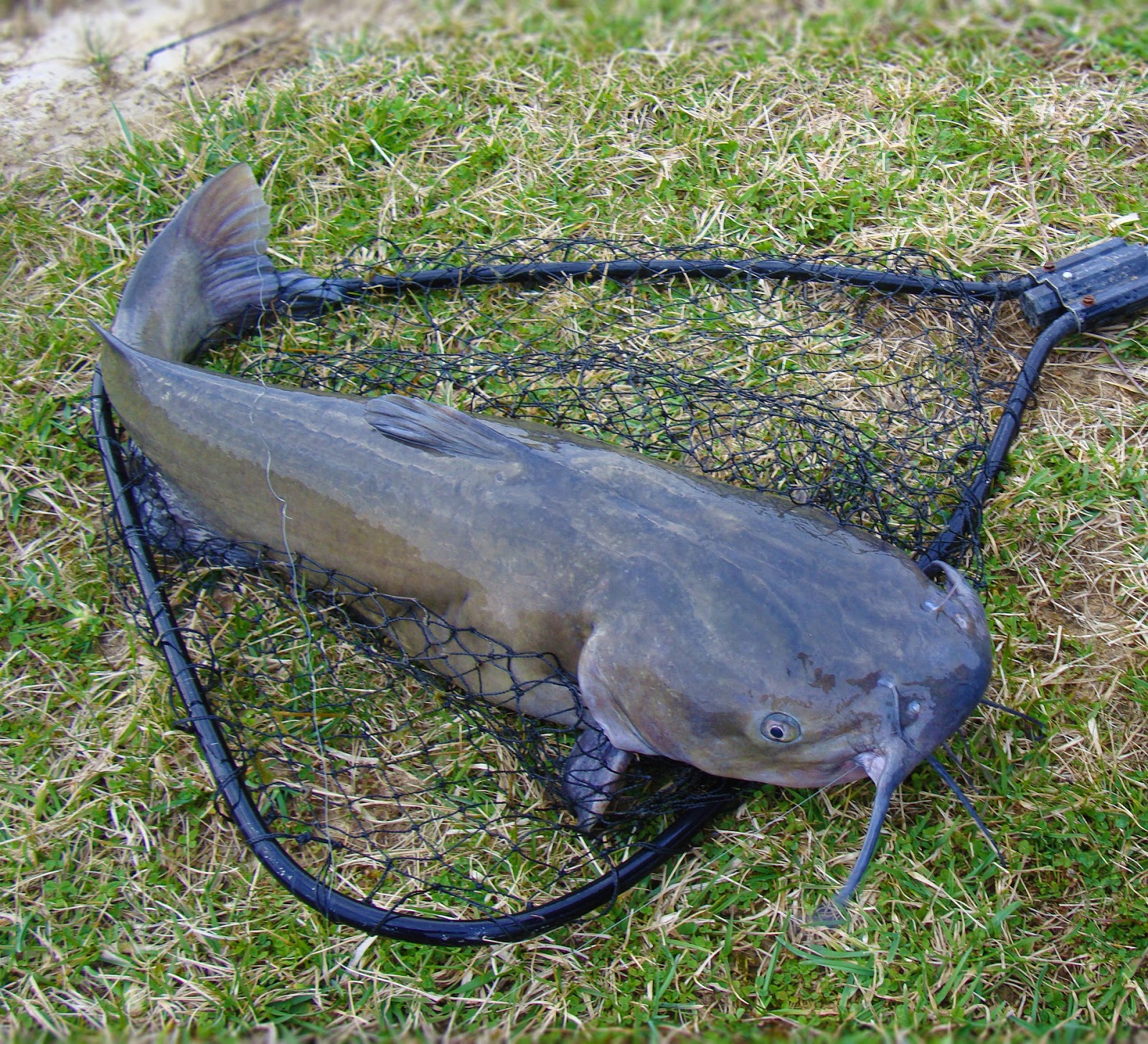 fishing planet catfish louisiana fishing planet catfish louisiana