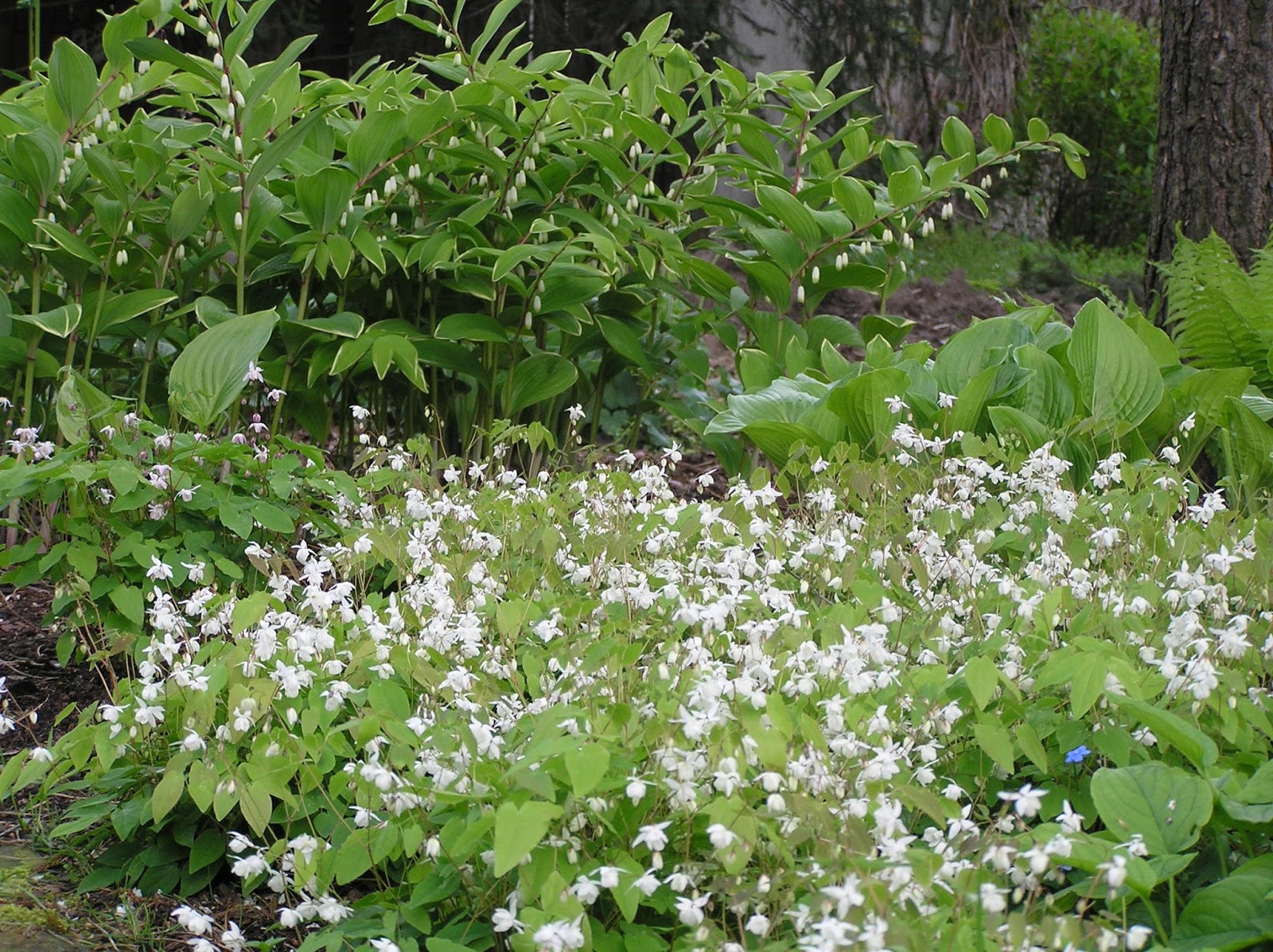 Ogród Tamaryszka KOKORYCZKA WONNA