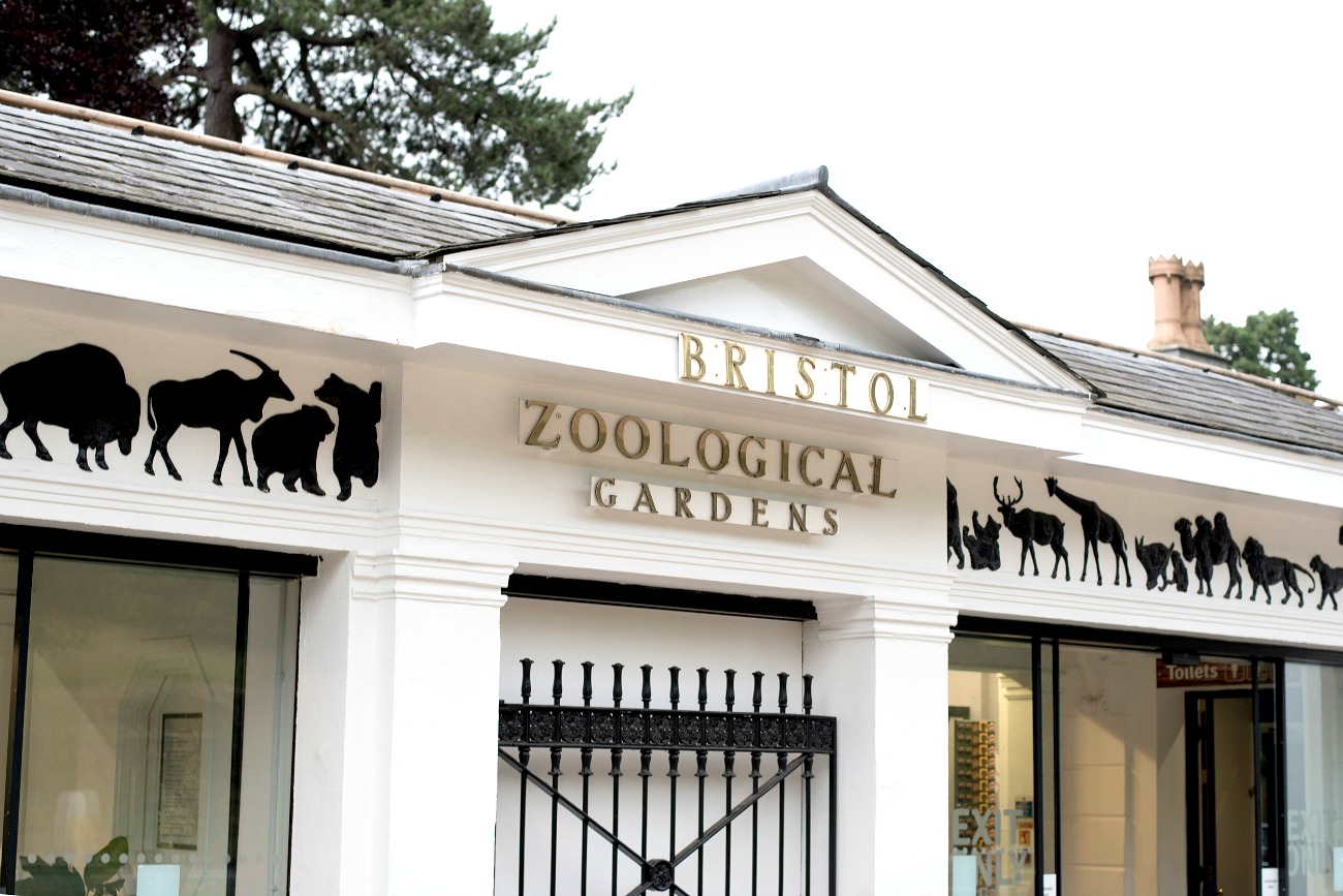 A NIGHT AT BRISTOL ZOO & OUTDOOR CINEMA! WILD & GRIZZLY