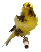 Burung Kenari - Solusi Penangkaran Burung Kenari -  Kode Ring Kenari Import Pada Negara Chili