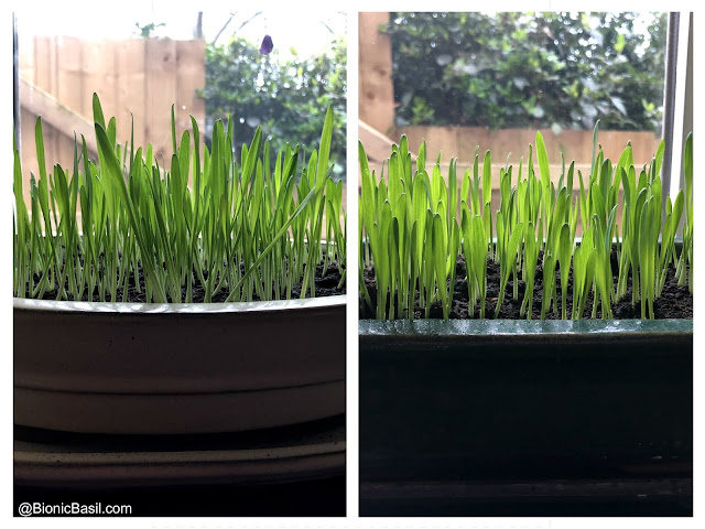 ©BionicBasil® Gardening with Cats - How to Grow Cat Grass