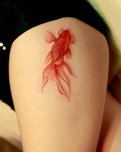 Vermelho peixe Betta