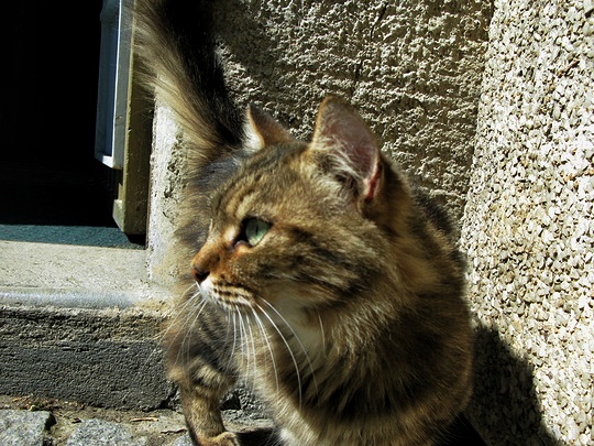 Cat from Carcassonne, France