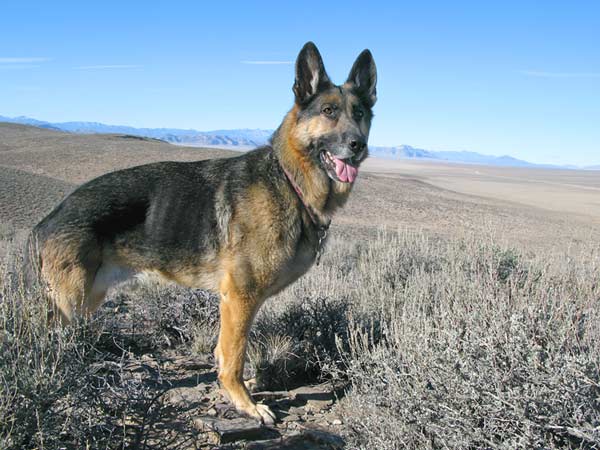 Tri paw German Shepherd dog