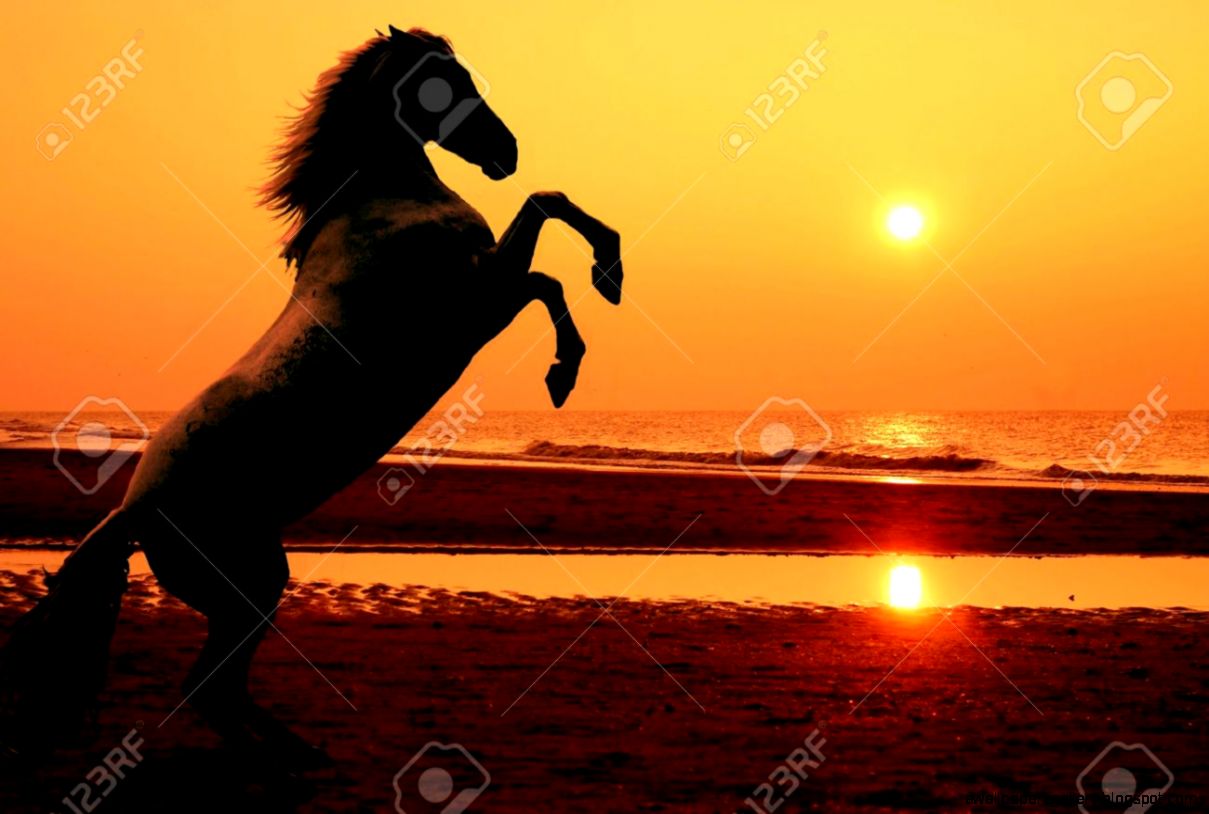 Horses In The Sunset On The Beach | Wallpapers Gallery