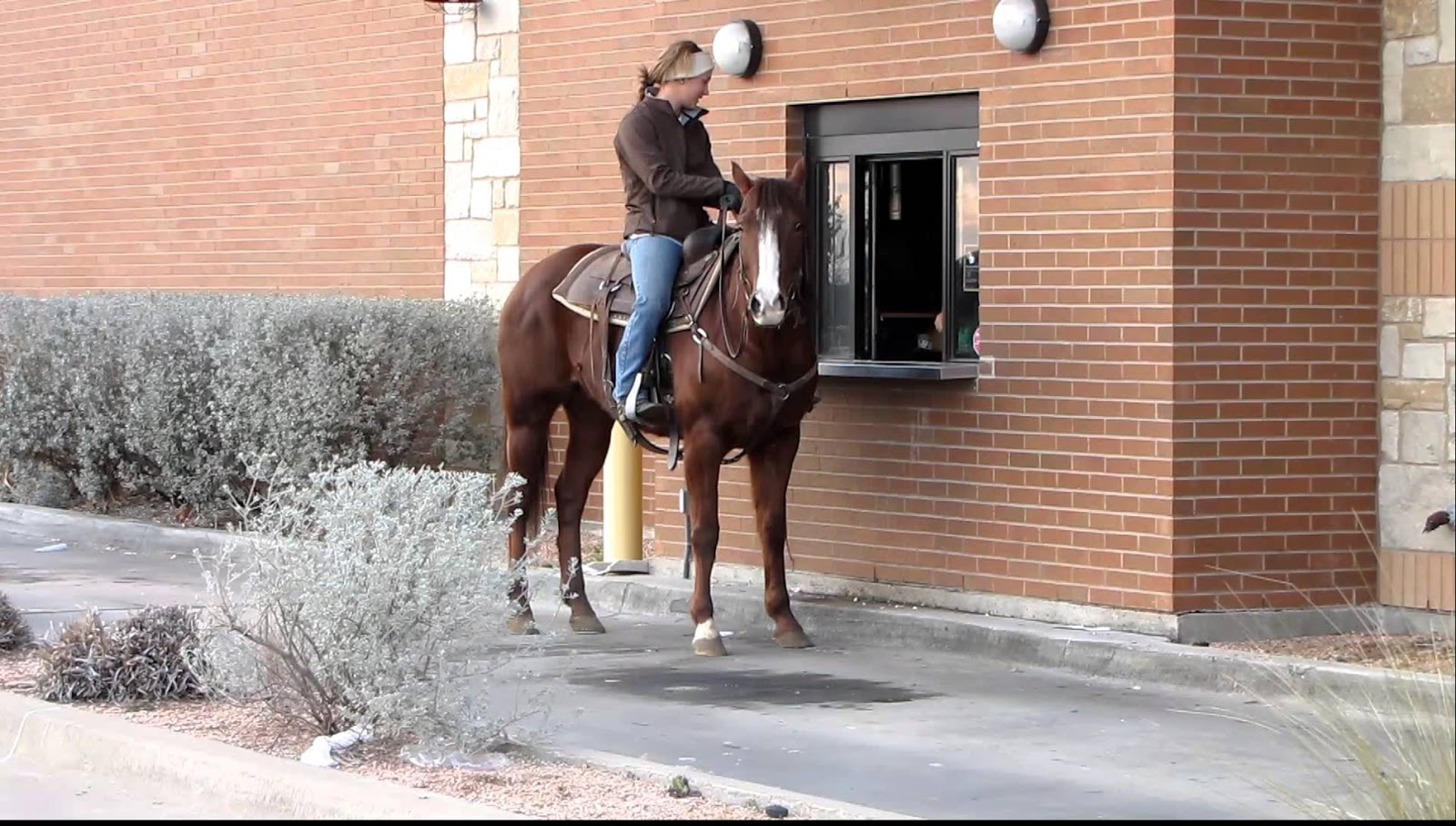 Drivethru ordering while on a Horse My Crazy Email