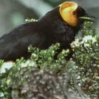 Burung Penghisap-madu elok, termasuk burung cenderawasihkah