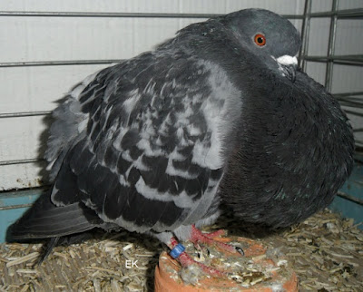 buchon - pouter - pigeons