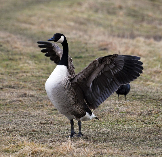 Canada Goose The Biggest Animals Kingdom