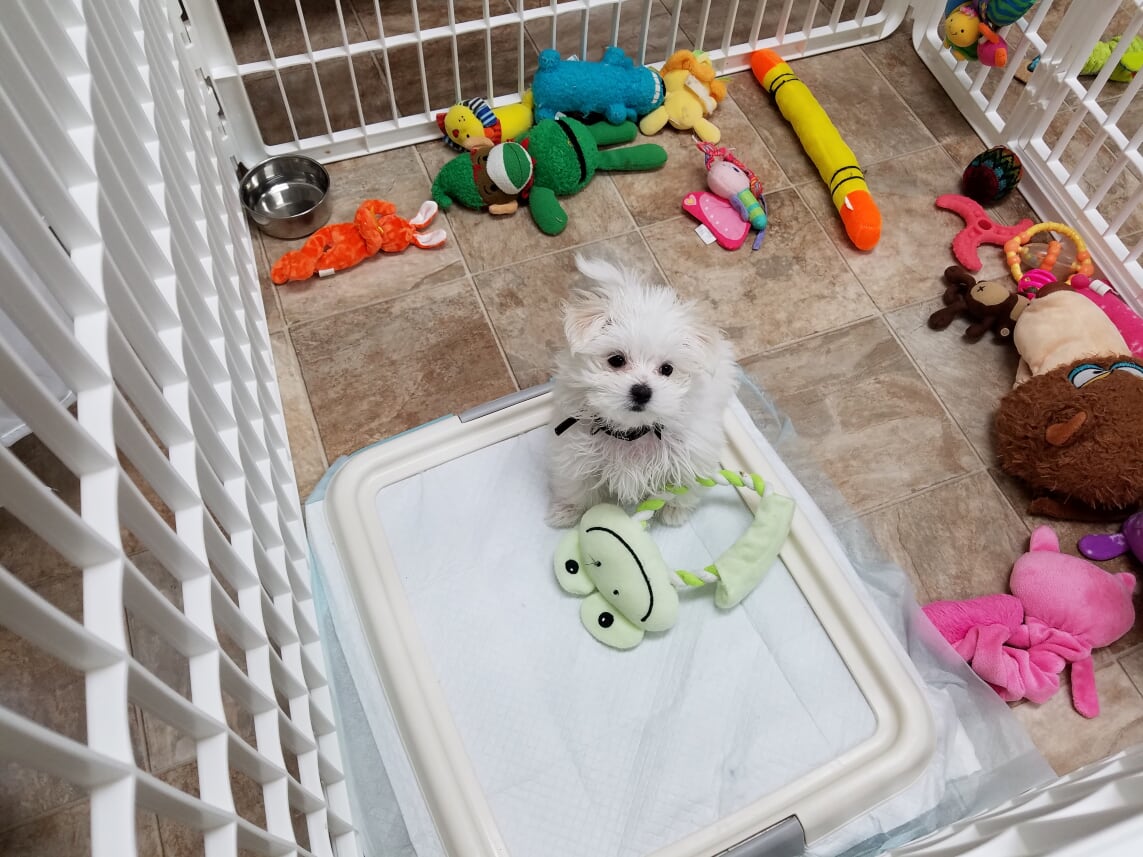 Maltese Angel Babies Blog Items I Use In Caring For My Puppies & Where