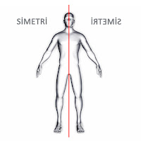 İnsan vücudundaki yatay simetrinin gösterimi