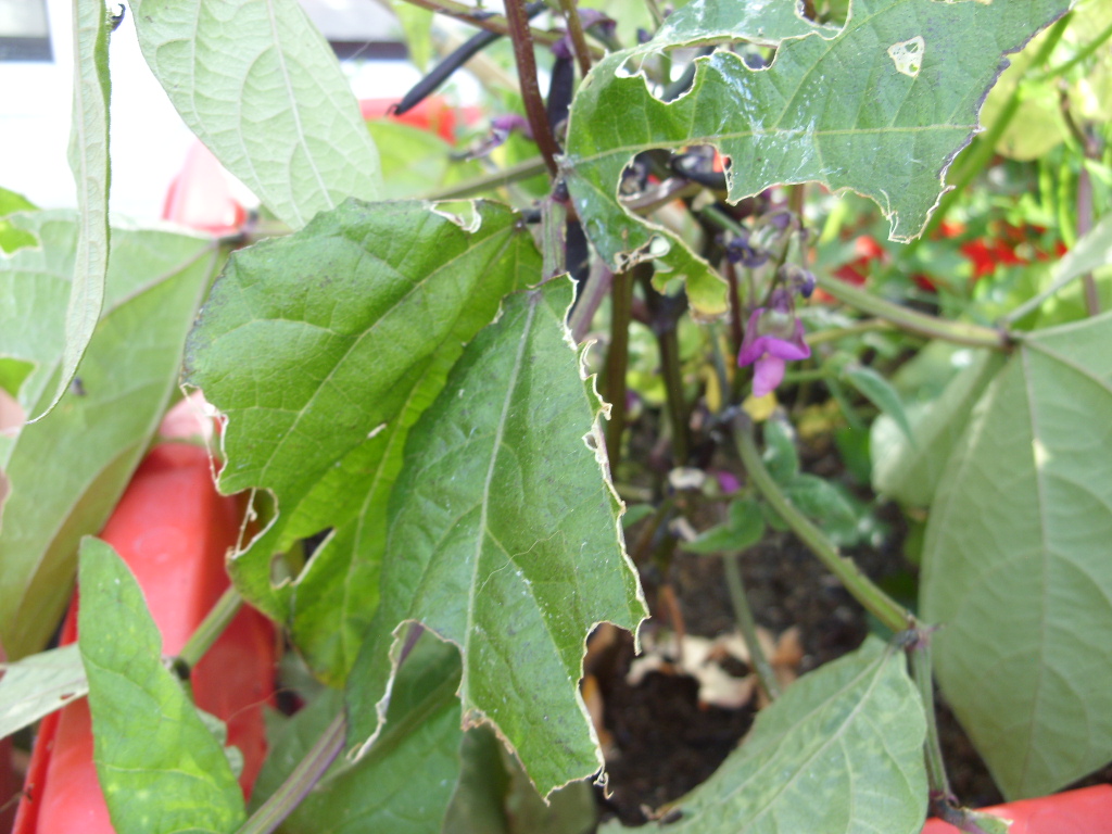 Kelli's Northern Ireland Garden: Garden Pests