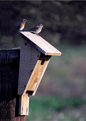 Best Site For Woodworking Plans: Bluebird House Plans Wooden Plans