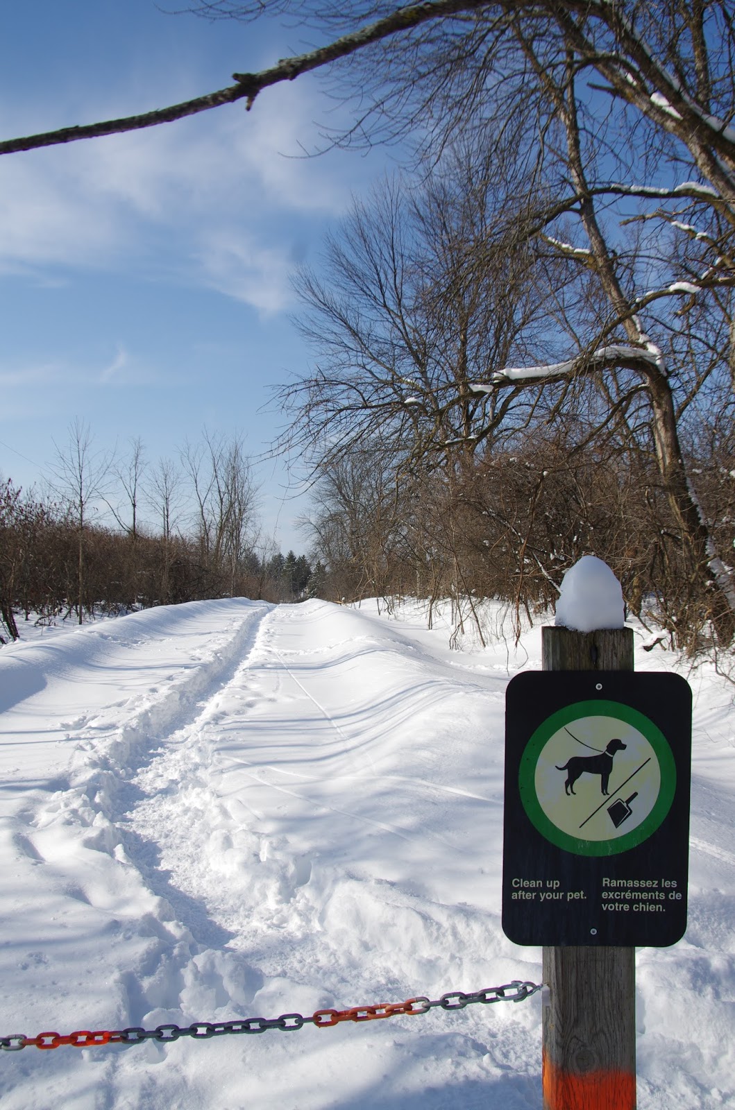 wild. here. Best Spots for Winter Dog Walking in Ottawa