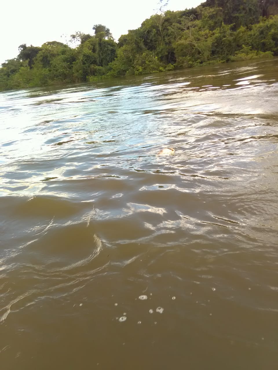 Rio Teles PiresAlta Floresta Mato Grosso. Março 2019