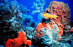 coral reef places reefs most corals pink