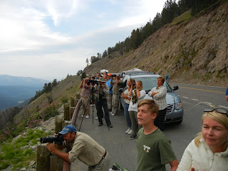 Wildlife viewing at Yellowstone National Park in Wyoming