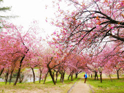 blossom cherry forest niigata japan looks nozomi crafts prefecture bunch heart close