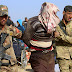 Statistik Koalisi: ISIS Muncul Kembali di Irak Walaupun Kalah di Suriah