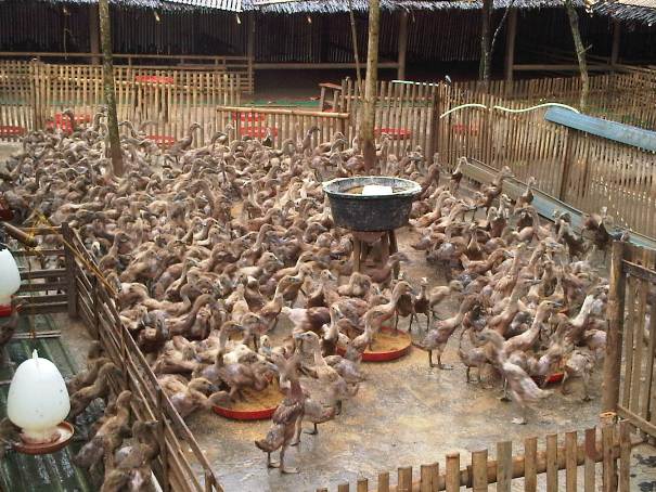 Peternakan Bebek Sumatera Supply Bebek Potong Macet Pengusaha