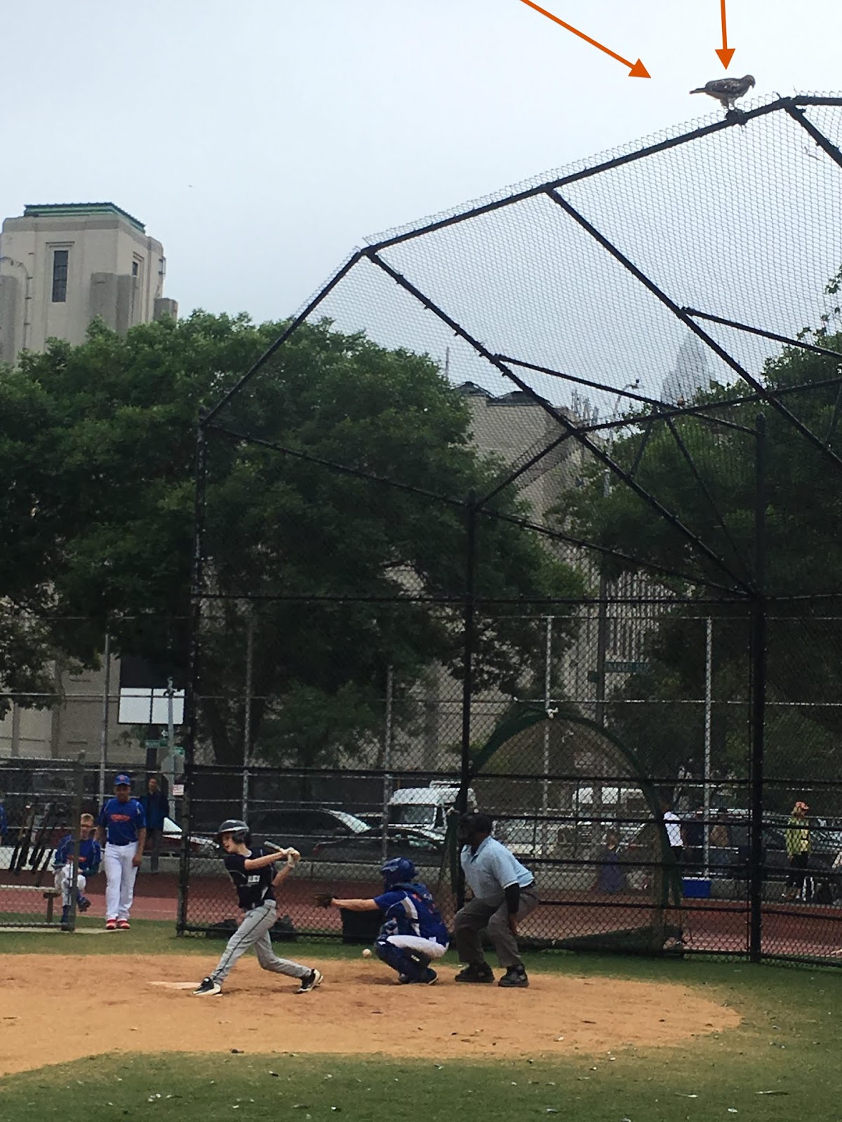 EV Grieve Little League playoff game delayed 45 minutes while a redtailed hawk ate a pigeon