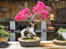 Setek Batang Dan Cangkok Tanaman Bonsai