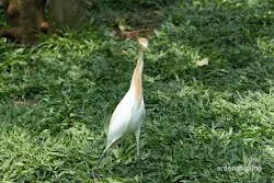 taman burung tmii jakarta