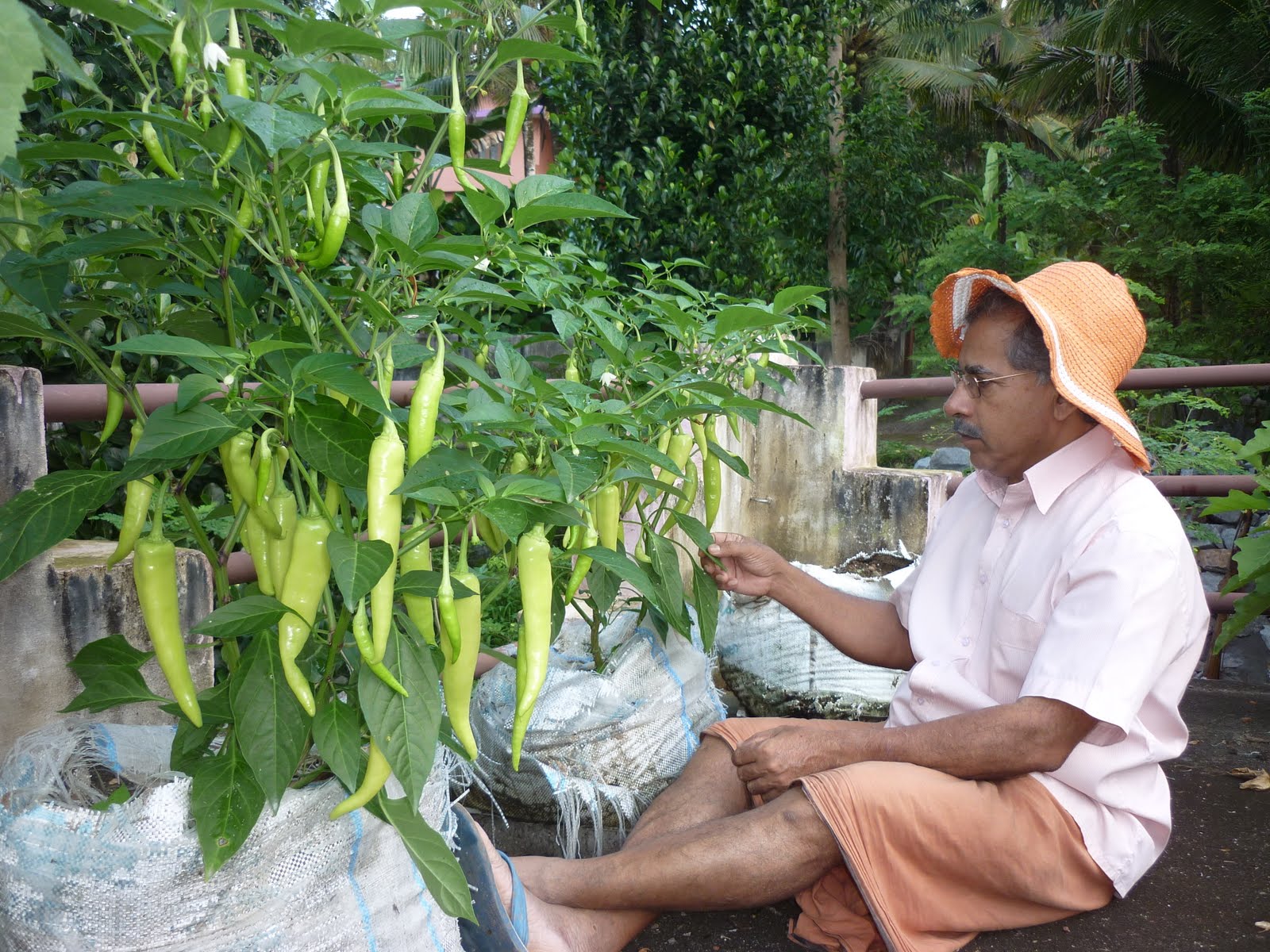 WINDOW OF KNOWLEDGE TERRACE VEGETABLE GARDEN IN KURAKAR HOUSE