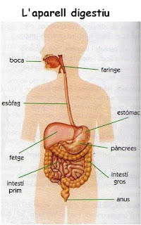 http://science.waltermack.com/flashTeacherTools/biology/digestiveSystemBuilder2a.swf