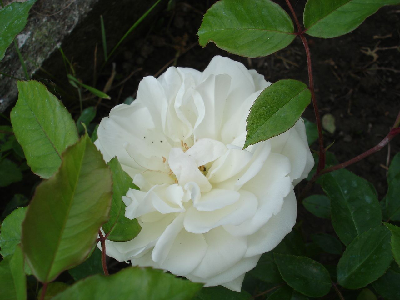Rosa Iceberg
