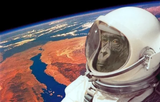 November 2013, Monyet Akan Menjadi Astronot Lagi