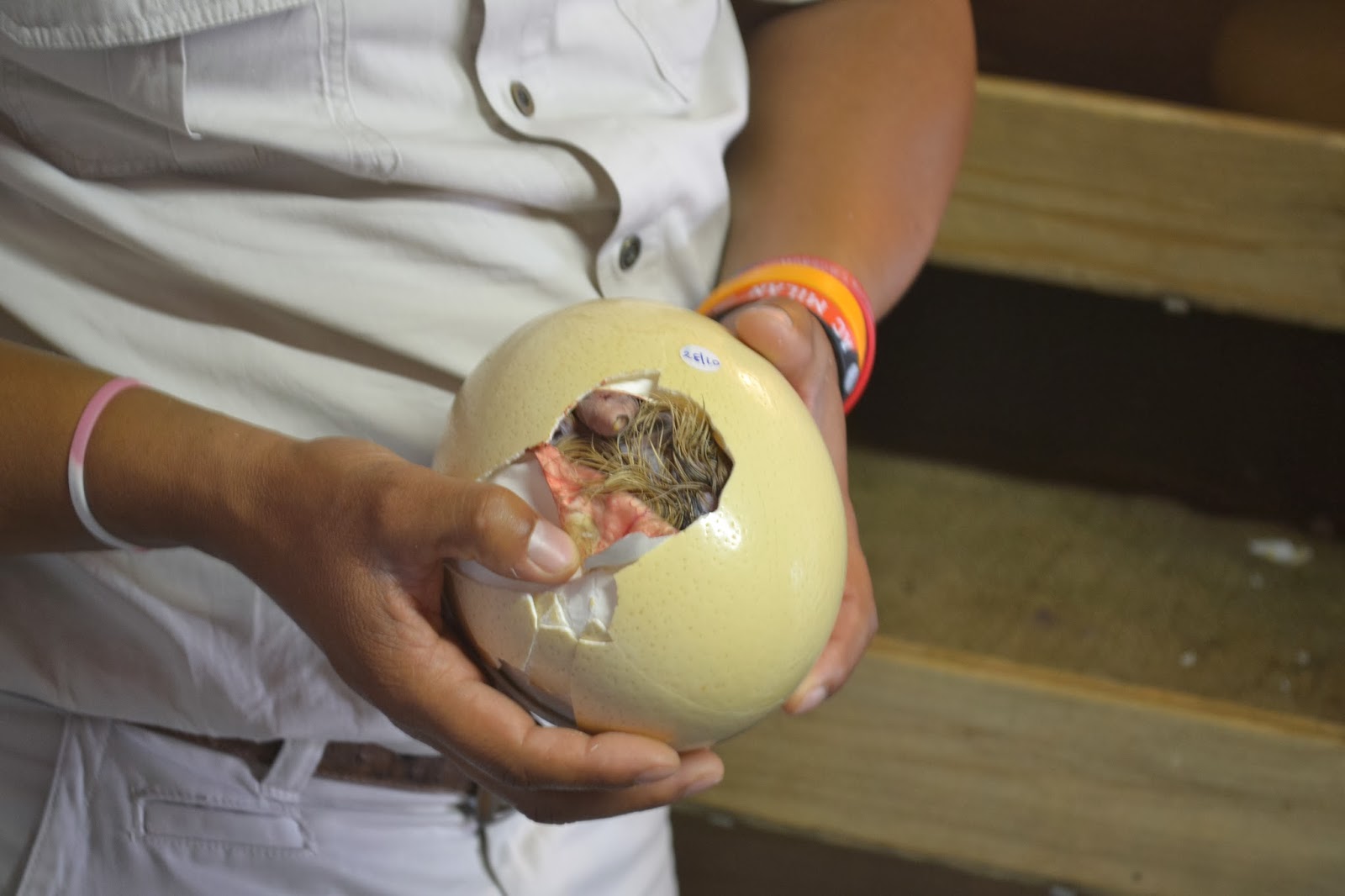 Auslandssemester Südafrika Addo Elephant National Park und Ostrich