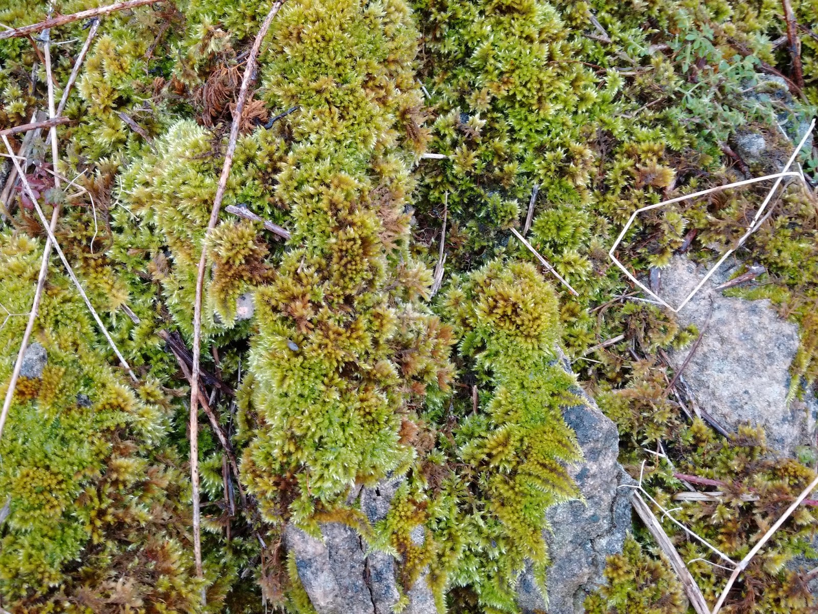 justthoughtsnstuff mosses, cherwell boathouse, david bowie, better