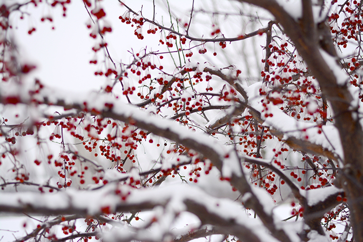 Winter | My Darling Days Winter | My Darling Days