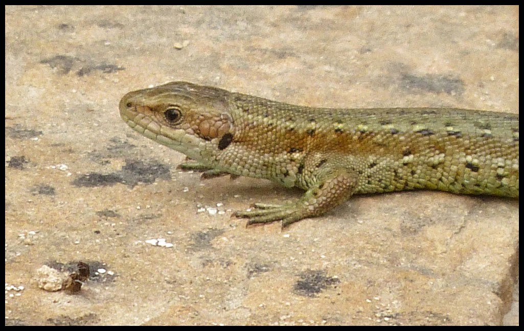 Wild and Wonderful Lizards and Roman Snails at Chedworth Roman Villa