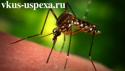 Почему кусают комары, кого чаще кусают комары группа крови, кто кусает комар или самка