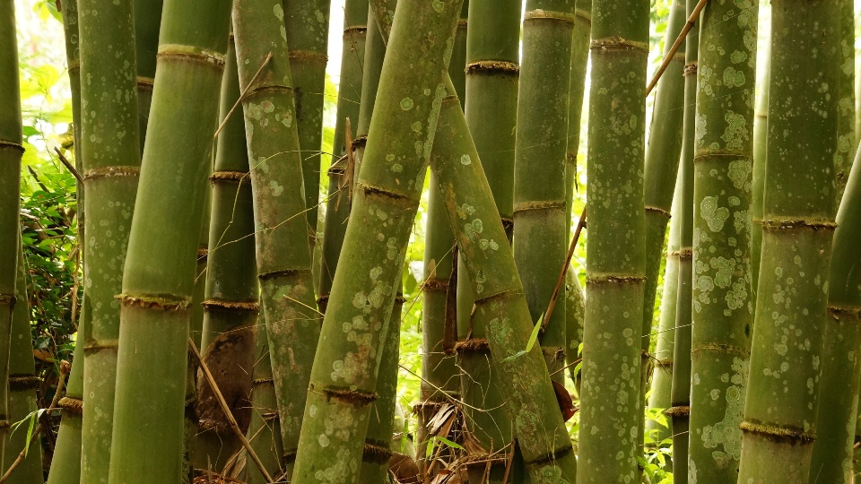Ilmu Bambu