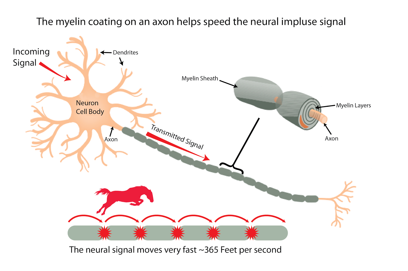 рассеянный склероз миелиновая оболочка. схема милизированного нервного волокна. миелиновая оболочка функции. миелиновая оболочка нервной клетки. нейрон аксон миелиновая оболочка.