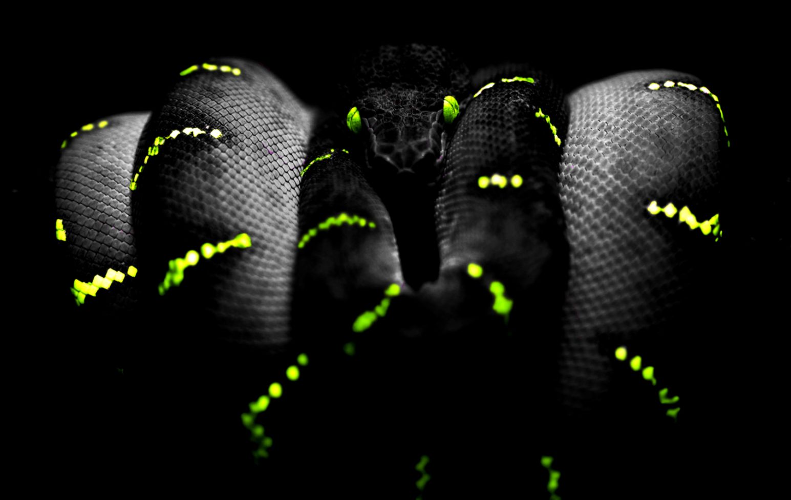 Cool Snake Wallpaper | Amazing Wallpapers