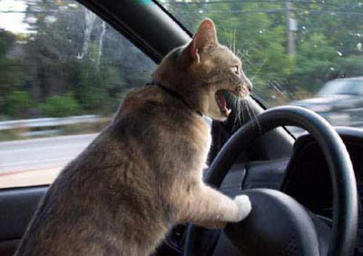 Funny%2BCat%2BDriving%2BCar.jpg